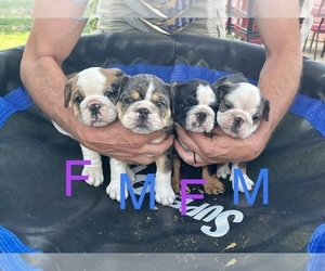 Bulldog Puppy for Sale in WISTER, Oklahoma USA