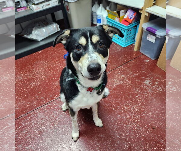 Medium Photo #4 Mutt Puppy For Sale in Fargo, ND, USA