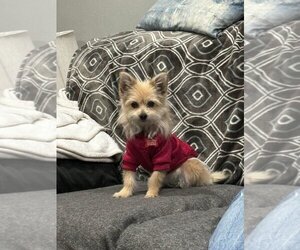 Mutt Dogs for adoption in Gloucester, VA, USA