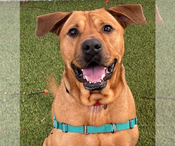 Medium Photo #21 Labrador Retriever-Unknown Mix Puppy For Sale in Pompano Beach , FL, USA