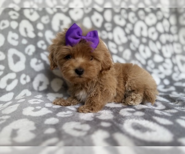 Medium Photo #4 Cockapoo (Miniature) Puppy For Sale in LAKELAND, FL, USA