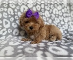 Small #3 Cockapoo (Miniature)