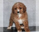 Small #2 Poodle (Miniature)