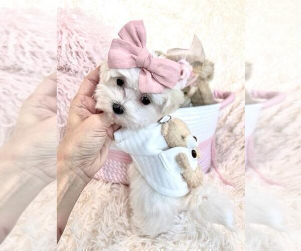 Medium Photo #13 Maltese Puppy For Sale in THONOTOSASSA, FL, USA