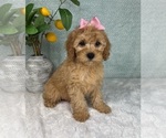 Small #3 Cavapoo