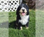Small Photo #1 Miniature Bernedoodle Puppy For Sale in PLACERVILLE, CA, USA