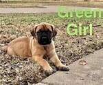 Small Photo #10 Mastiff Puppy For Sale in BIXBY, OK, USA