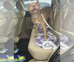 Small Photo #6 American Pit Bull Terrier Puppy For Sale in Holly Springs, NC, USA
