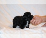 Small #6 Poodle (Toy)