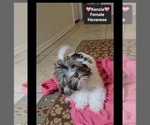 Small #1 Havanese