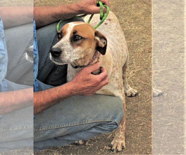 Medium Photo #2 Catahoula Leopard Dog-Unknown Mix Puppy For Sale in Godley, TX, USA