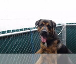 Small Rottweiler Mix