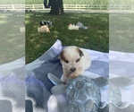 Small Photo #3 Australian Cattle Dog Puppy For Sale in GOSHEN, IN, USA