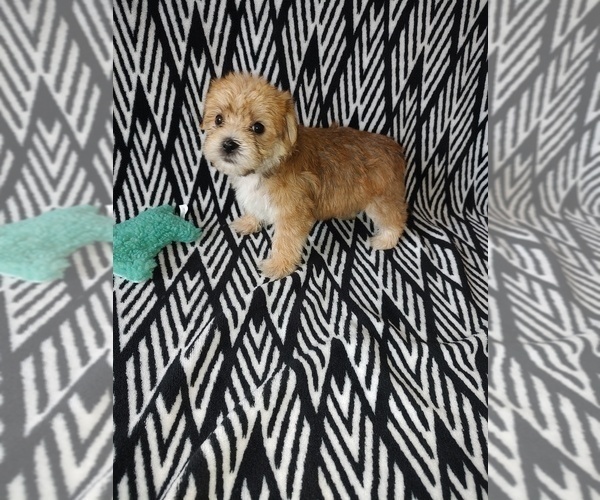 Medium Photo #2 Yorkshire Terrier Puppy For Sale in LAPEER, MI, USA