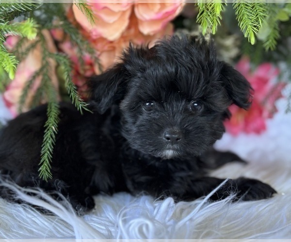 Medium Photo #9 Morkie Puppy For Sale in ROCK STREAM, NY, USA