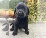 Small #5 Labrador Retriever
