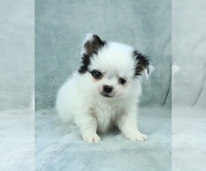 Chihuahua Puppy for sale in MUSKOGEE, OK, USA