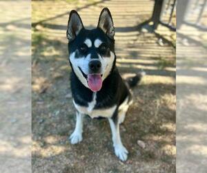 Siberian Husky Dogs for adoption in Riverside, CA, USA