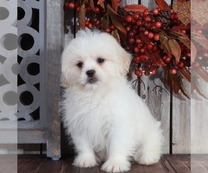 Zuchon Puppy for sale in MOUNT VERNON, OH, USA