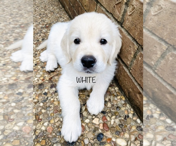 Medium Photo #1 English Cream Golden Retriever Puppy For Sale in HOCKLEY, TX, USA
