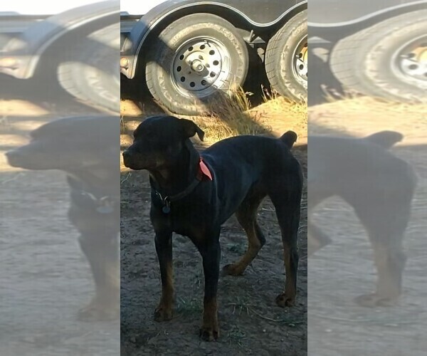 Medium Photo #1 Rottweiler Puppy For Sale in MIAMI, TX, USA