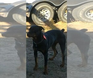 Father of the Rottweiler puppies born on 09/08/2025