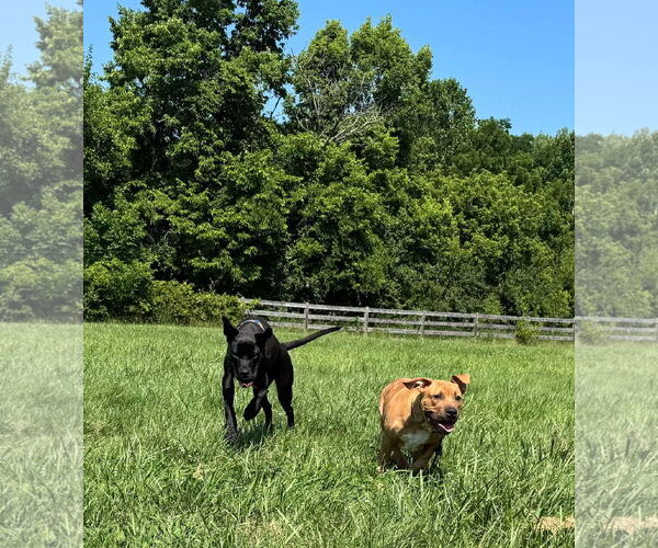 Medium Photo #8 Mastiff-Unknown Mix Puppy For Sale in Germantown, OH, USA