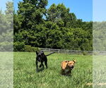 Small #7 Mastiff Mix