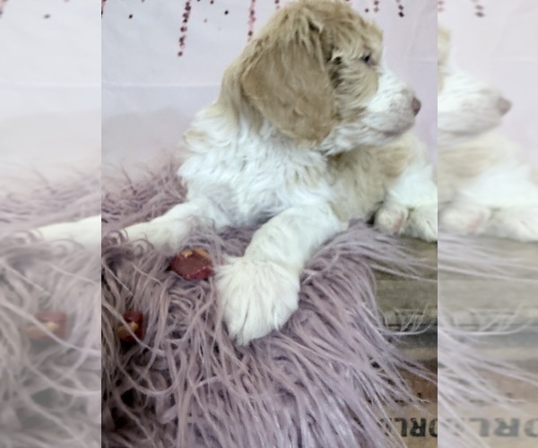 Medium Photo #16 Aussie-Poo-Goldendoodle Mix Puppy For Sale in COMMERCE, MI, USA