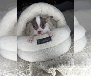 Chihuahua Puppy for Sale in CHARLOTTE, North Carolina USA