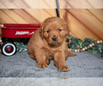 Small Photo #9 Golden Retriever Puppy For Sale in BALTIC, OH, USA