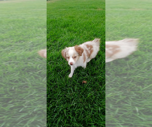 Miniature Australian Shepherd Puppy for sale in OZARK, MO, USA