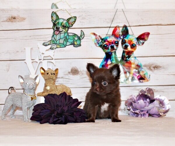 Medium Photo #16 Chihuahua Puppy For Sale in CHARLESTON, AR, USA
