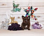 Small #5 Chihuahua