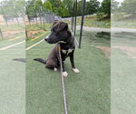 Small #2 Labrador Retriever Mix