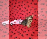 Puppy 1 Yorkshire Terrier