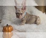 Puppy Puppy 4 blue French Bulldog