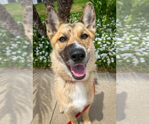 Australian Shepherd-Retriever  Mix Dogs for adoption in Newport Beach, CA, USA
