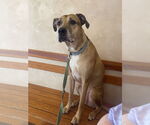 Small #1 German Shepherd Dog-Great Dane Mix