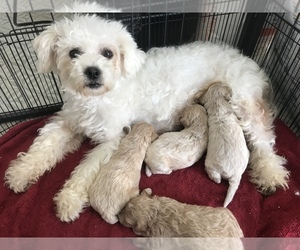 Mother of the Maltipoo puppies born on 03/10/2022