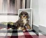 Small Photo #5 Bernedoodle (Miniature) Puppy For Sale in FRANKLIN, IN, USA