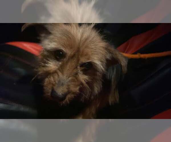 Medium Photo #3 Mutt Puppy For Sale in Lewistown, PA, USA