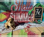 Small Photo #1 Labrador Retriever Puppy For Sale in MAYSVILLE, GA, USA
