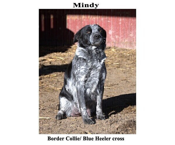 Medium Photo #1 Australian Cattle Dog-Border Collie Mix Puppy For Sale in CLARE, MI, USA