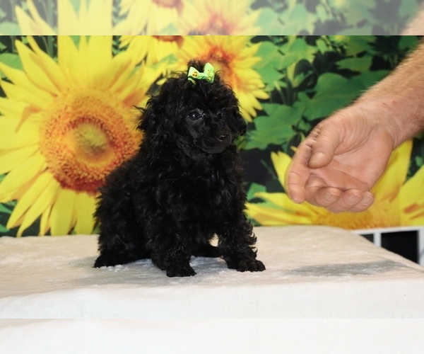 Medium Photo #3 Poodle (Toy) Puppy For Sale in DYERSBURG, TN, USA
