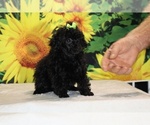 Melina - Female Poodle (Toy) Puppy for Sale - Photo #3