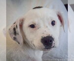 Small #1 American Staffordshire Terrier-Labrador Retriever Mix
