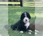 Puppy Captain Bernedoodle