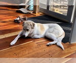 Small #2 Great Pyrenees Mix