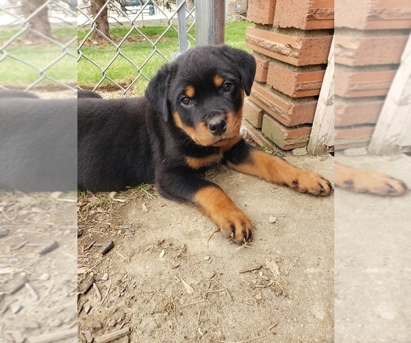 Medium Photo #1 Rottweiler Puppy For Sale in STEUBENVILLE, OH, USA